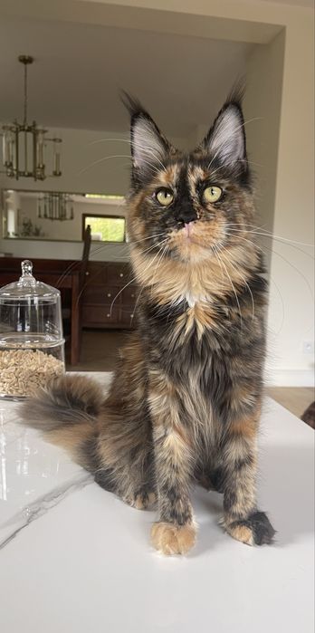 Kotka Maine Coon