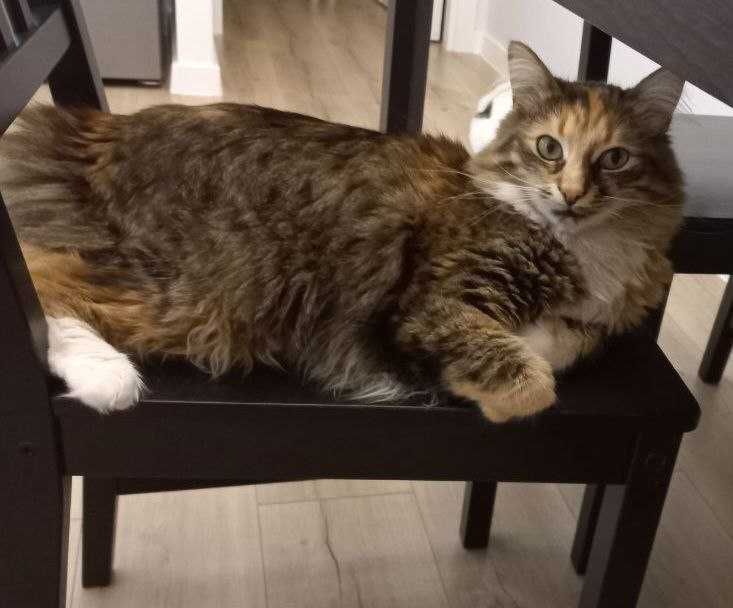 Шукаю! Допоможіть повернути!