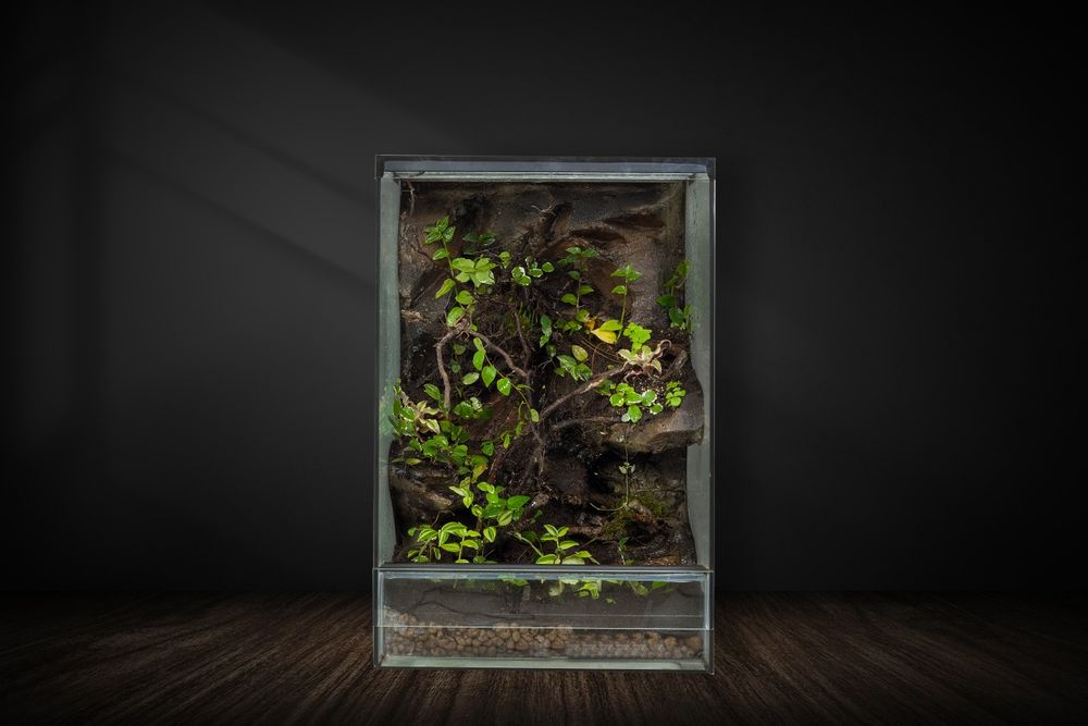 Terrarium tropikalne gekon