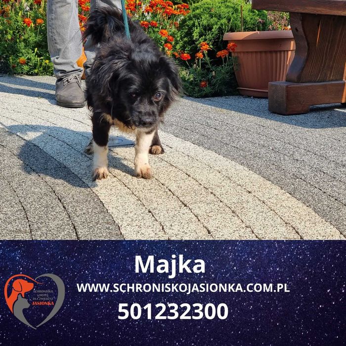 Majka do adopcji – Schronisko Jasionka