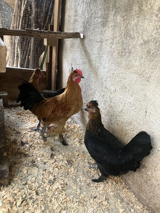 Paduanas nascidas dia 28-04-2026 muito bonitas e saudaveis o macho já canta vendo o trio por 20€ cada uma!