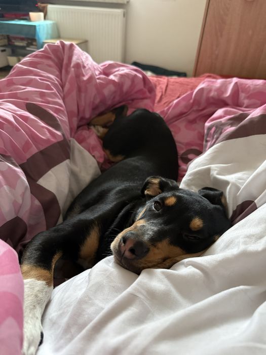 suczka do adopcji