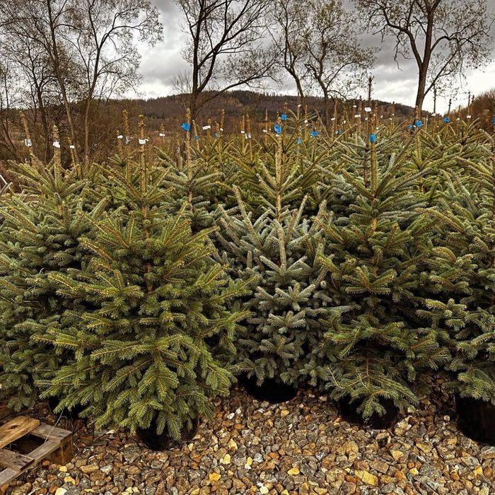 Świerk srebrny PLANTACJA choinki Transport SADZENIE producent