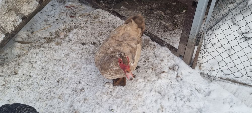 Індокачки білі, молодняк