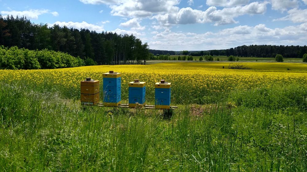 Miód rzepakowy- hurt