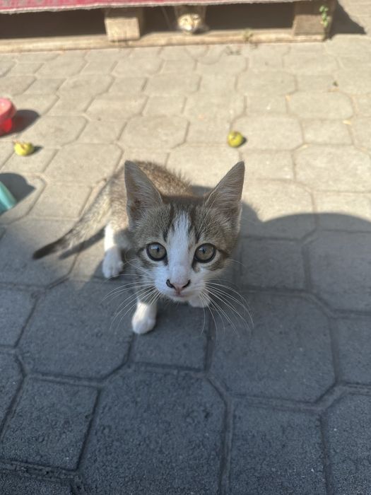Отдам котят в хорошие руки
