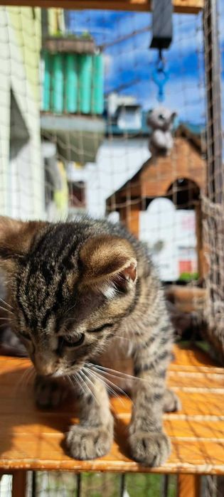 Ryś – 100% energii, 0% nudy! Adopcja małego wulkanu!