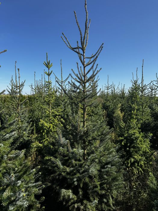 Swierk serbski zalesienia