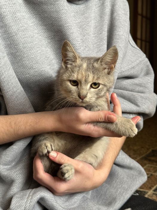 Кошенята хлопчики