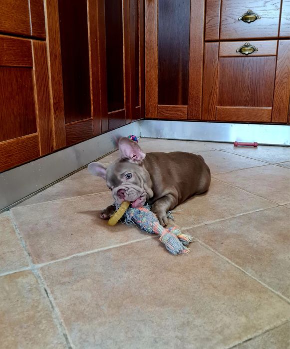 Excelente Bulldog/Bouledogue Francês de Qualidade