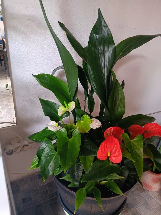 Lindo arranjo natural