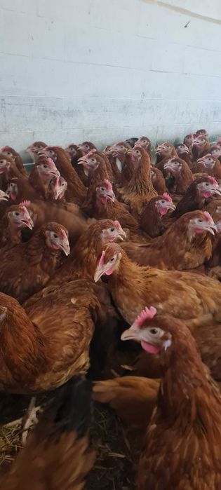 Kury Nioski Messa Leghorn Rossa prosto z hodowli ! Dowóz ! ZAPRASZAM !