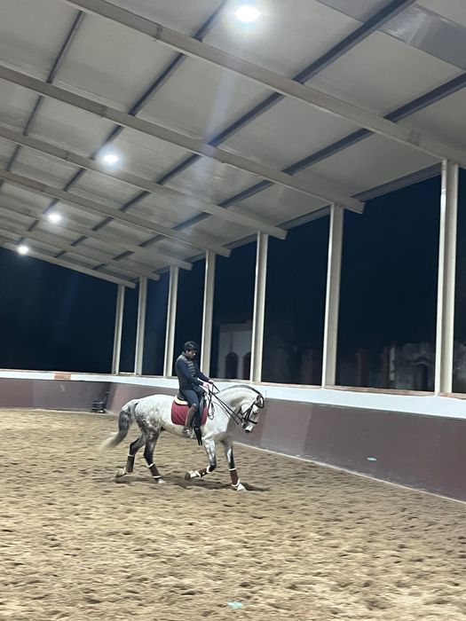 Cavalo lusitano