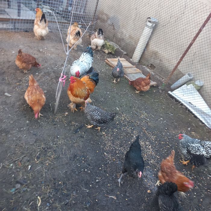 Курочки доминанты