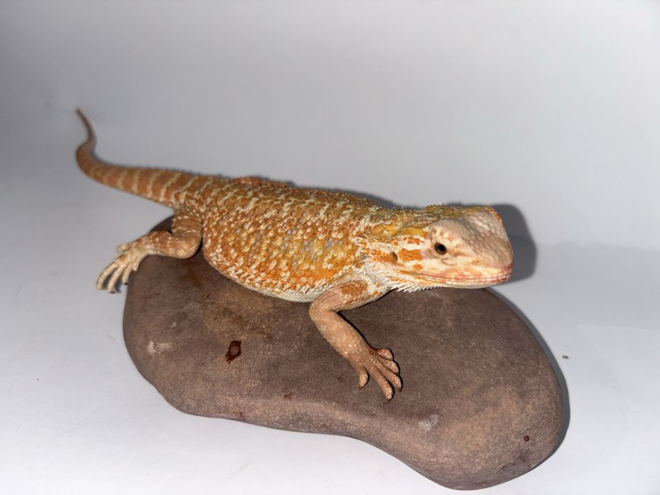 Młoda Agama Brodata