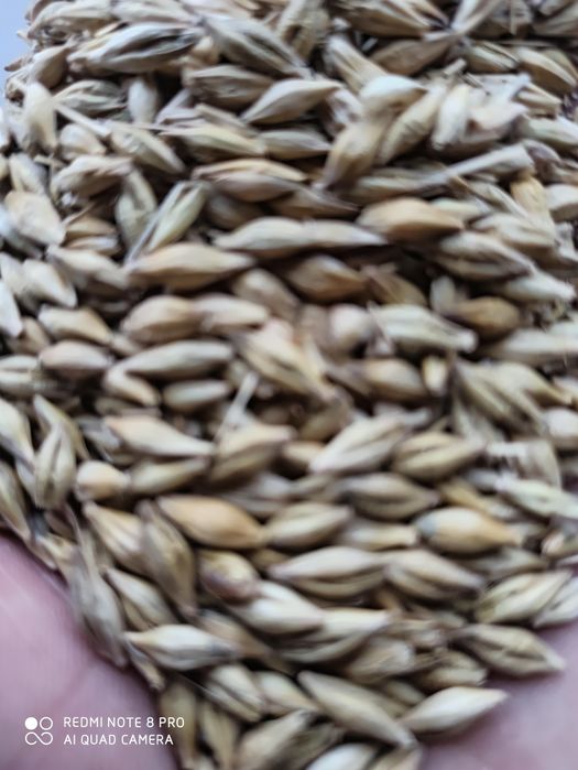 Jęczmień ozimy 2026rok po centrali