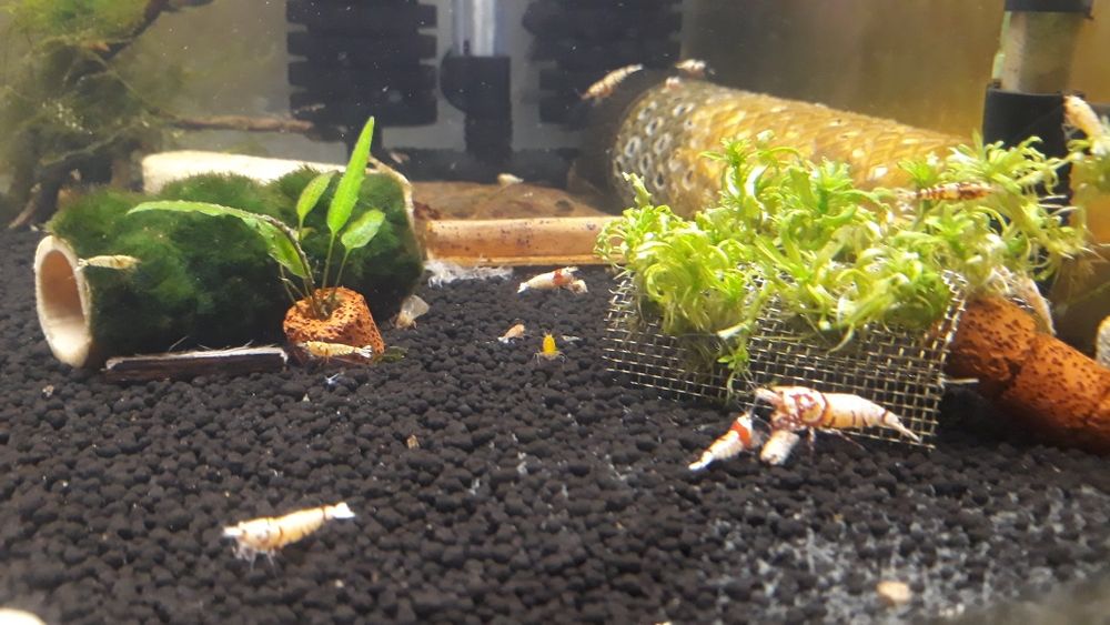 Krewetki Caridina Mix