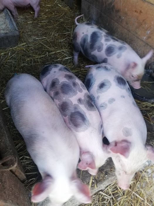 Продам  Поросята