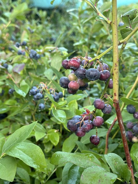 Лохина. 2 річна. Була з плодами