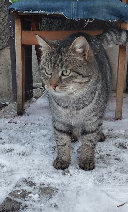 Безкоштовно котик