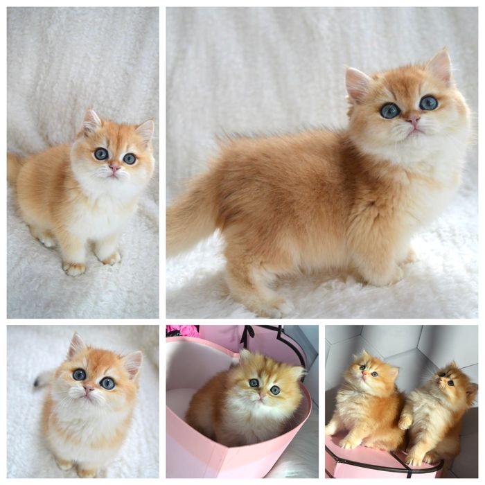 Британские котята золотая шиншилла /британські котята золота шиншила