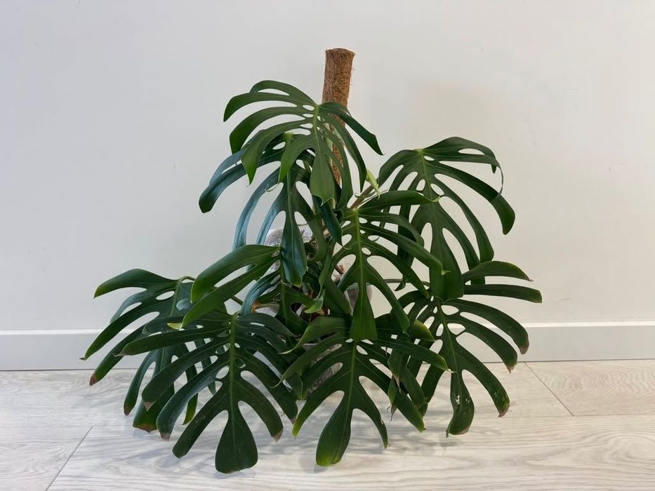 Monstera Deliciosa var. sierrana