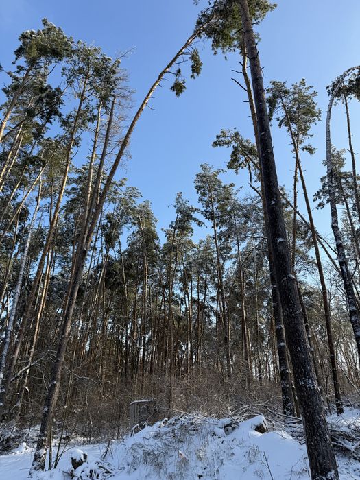 Ділянка у сосновому лісі 8-10 соток с. Ходосівка Новообухівська траса