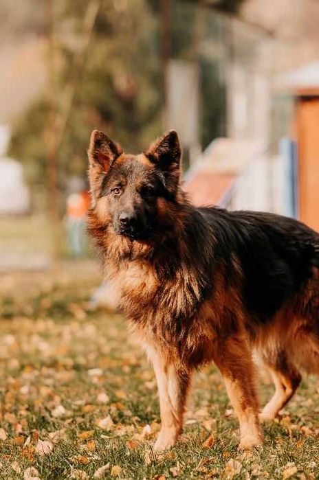 Przepiękny 2-letni Mezo w typie owczarka niemieckiego szuka domu!!!