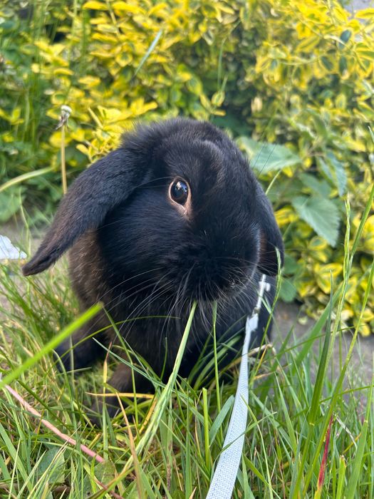 Oddam królika, ok. Dwóch lat.
