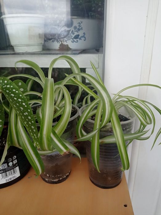 Хлорофітум кімнатна рослина