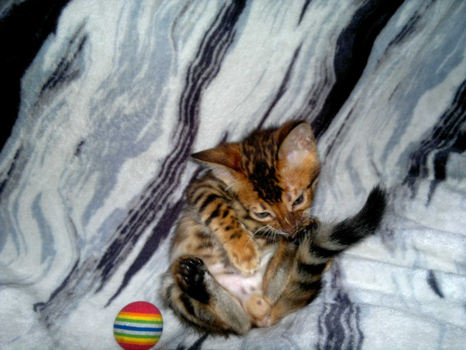 Яскравий бенгальчик BENn24.  Лагідний і няшний хлопчинка