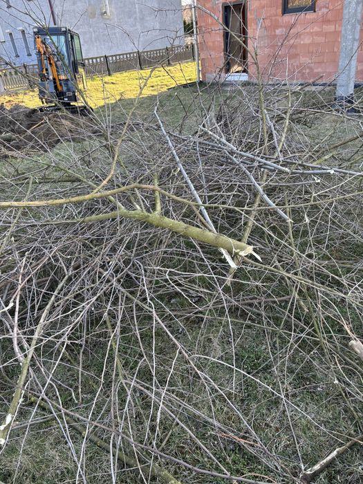 Oddam drzewo za darmo