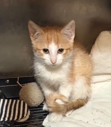 Ostoja Mruczków Kotka Pola szuka kochającego domu kot do adopcji