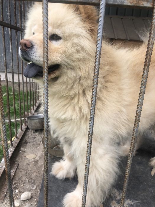 Чау-чау , вязка