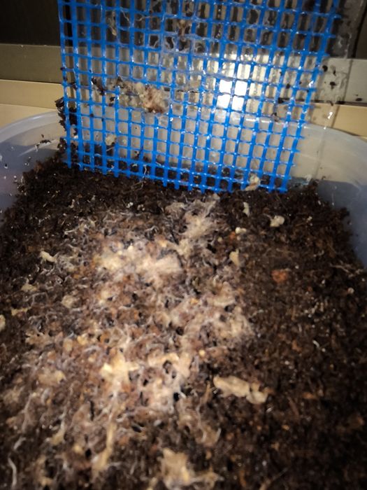 Грендаль, грендальский червь