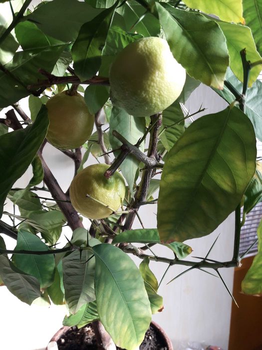 Лимонное дерево с плодами