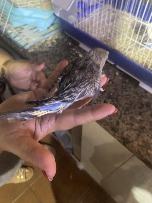 Vendo piriquito jovem