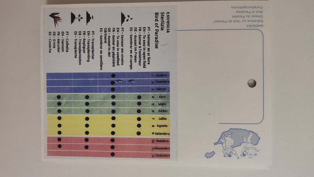 Sementes de flor de Estrelícia/ Bird of Paradise