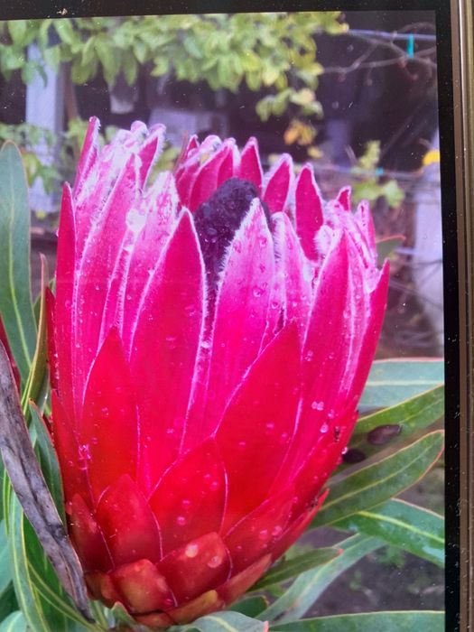 Vendo vasos Proteias vermelha