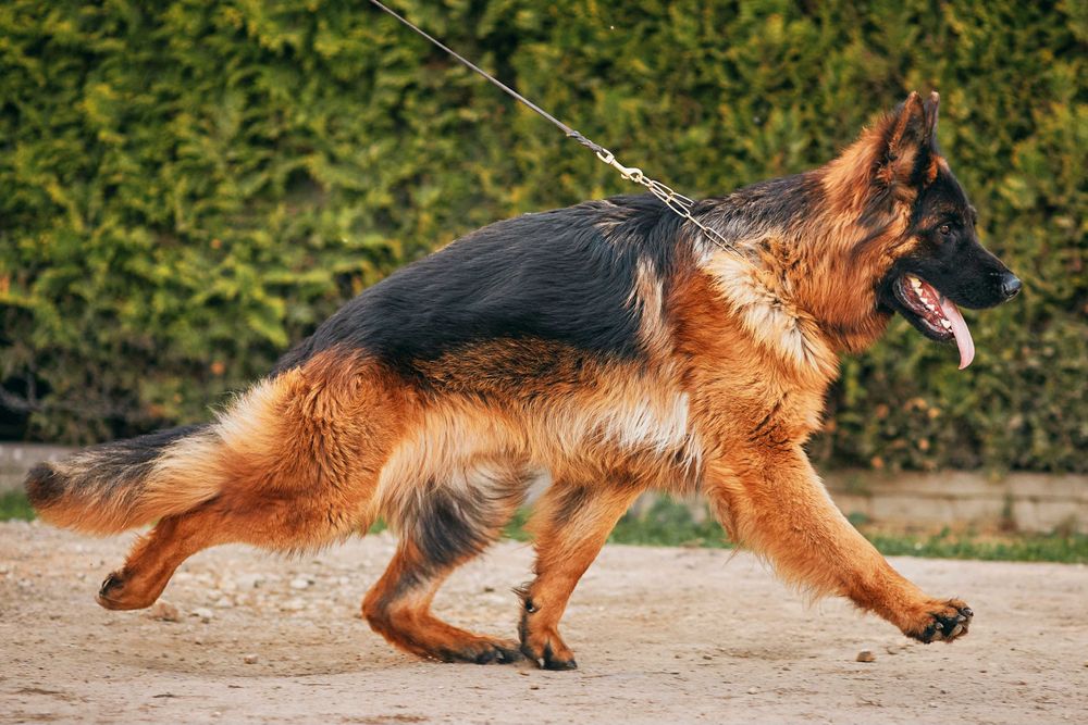 Owczarki niemieckie Owczarek Niemiecki