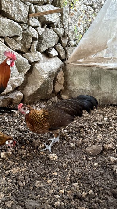 Fenix dourados (Francês)