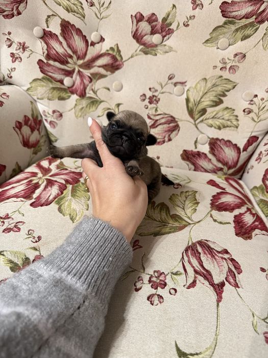 Excelente Pug Carlin de Qualidade