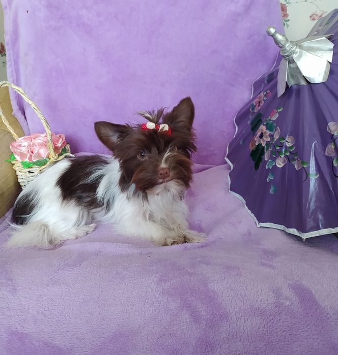 Продам цуценят Йорка.