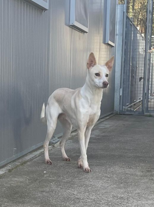 Cadelinha com 3 aninhos para adopção