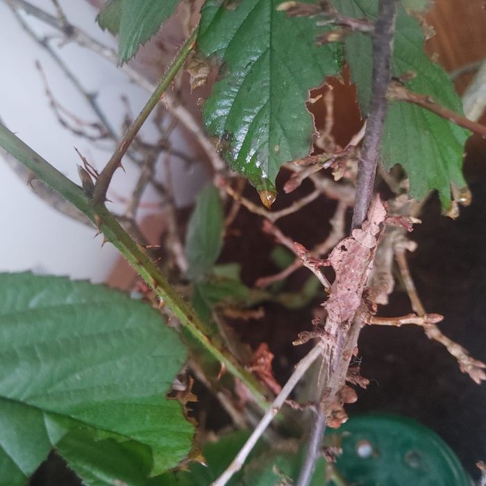 Straszyk olbrzymi i ,nowogwinejski