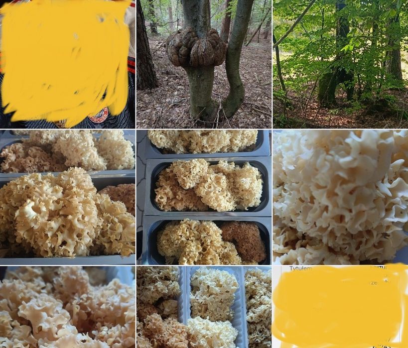 Grzyby kanie - suszone kapelusze