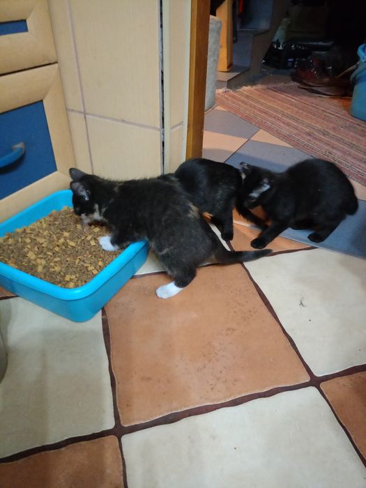 Oddam piękne małe koty