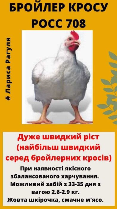 Яйце інкубаційне Несучка Бройлер М'ясо-яєчка