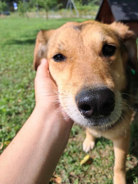Felicja całe życie spędziła w schronisku. Czas na dom!