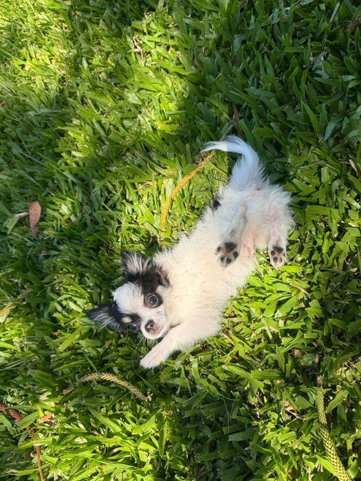 Chihuahua de pelo comprido